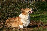 CORGI PEMBROKE 1367